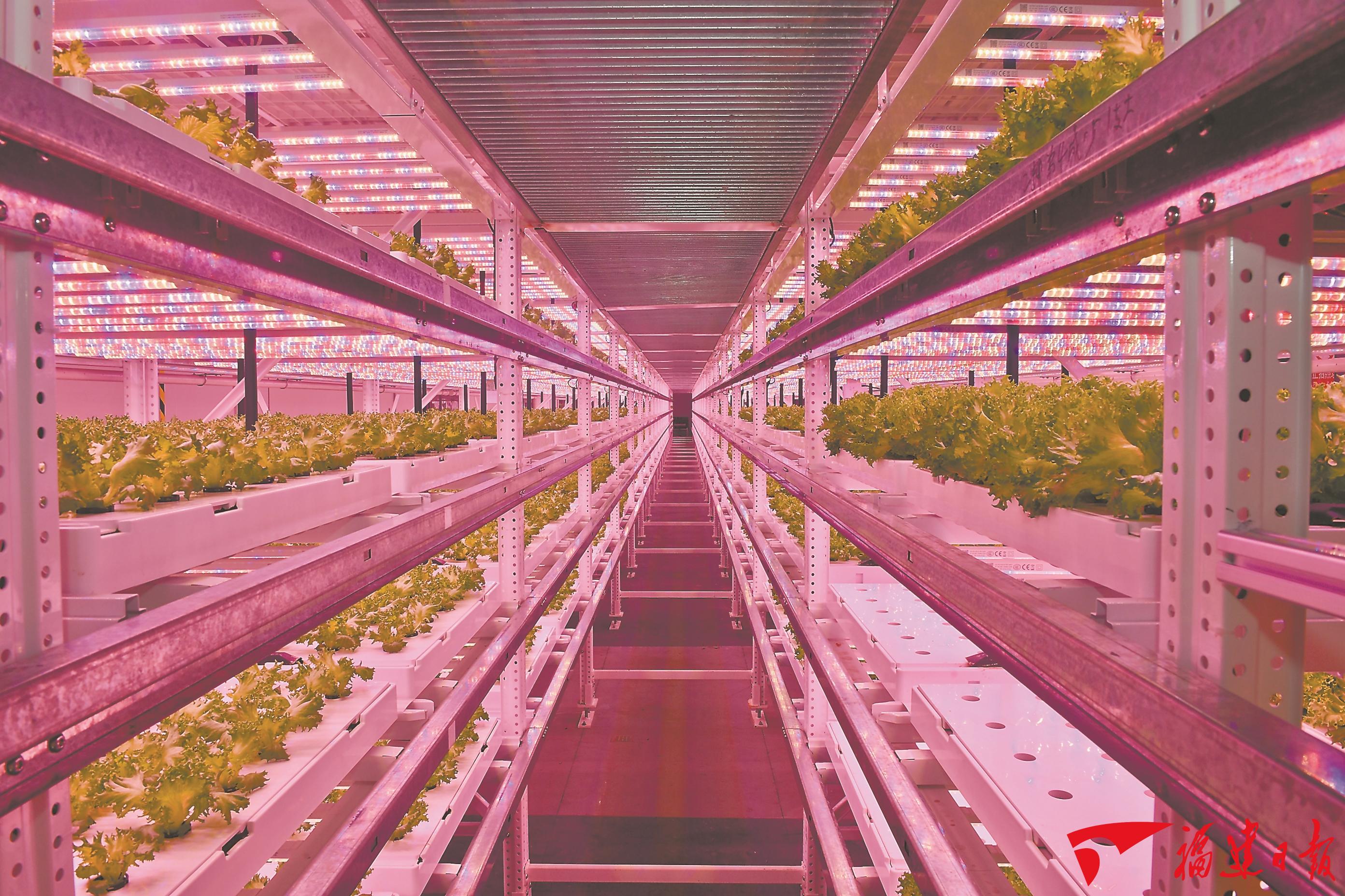 高质量发展调研行│全球首座无人植物工厂探秘