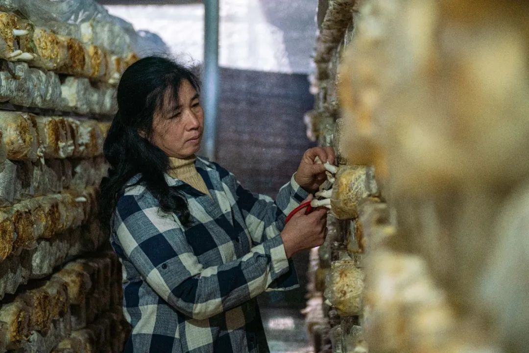 党报记者八闽调研行 | 娘子“菌”团绘就“菇”经济