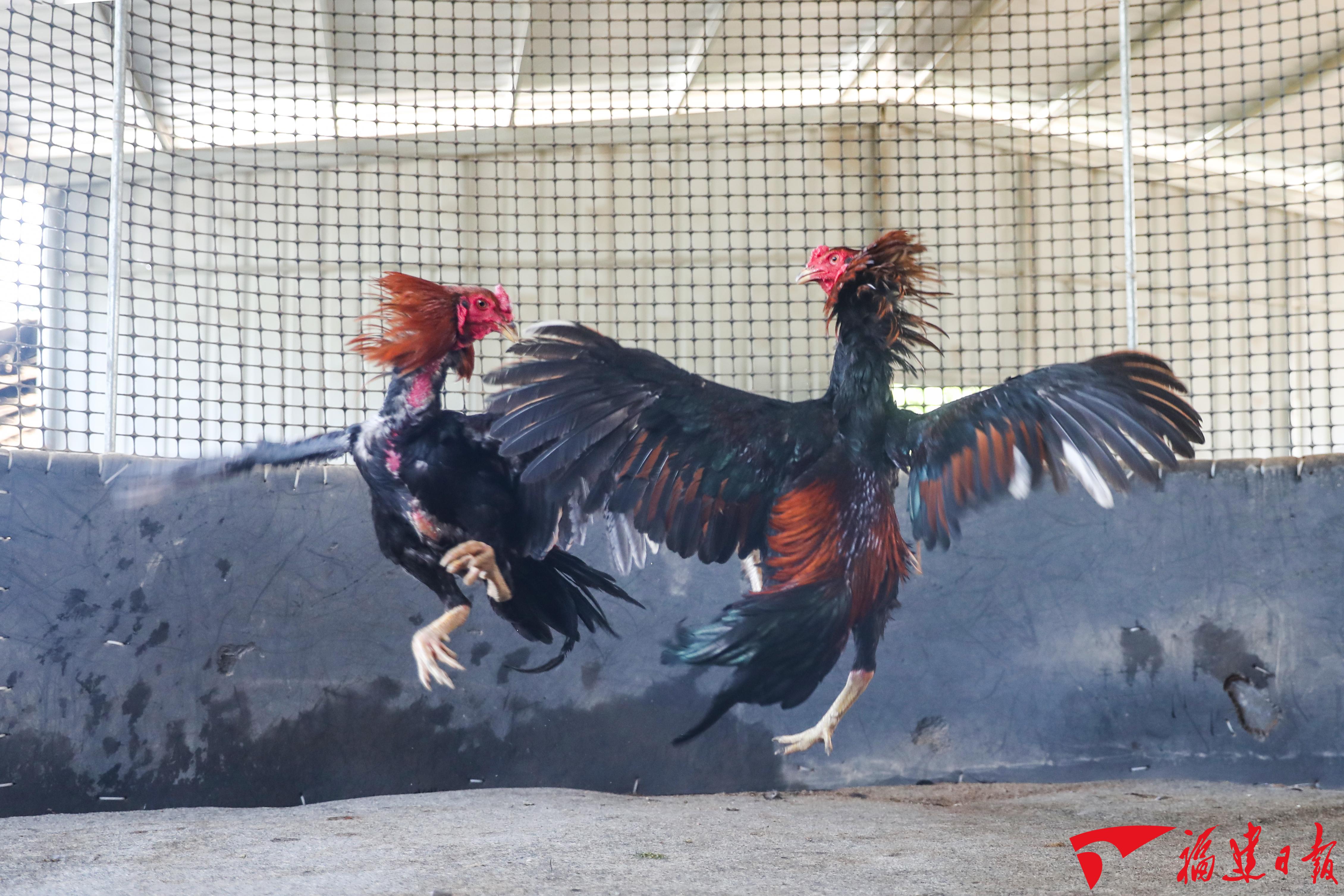 好消息漳州将举办斗鸡表演赛