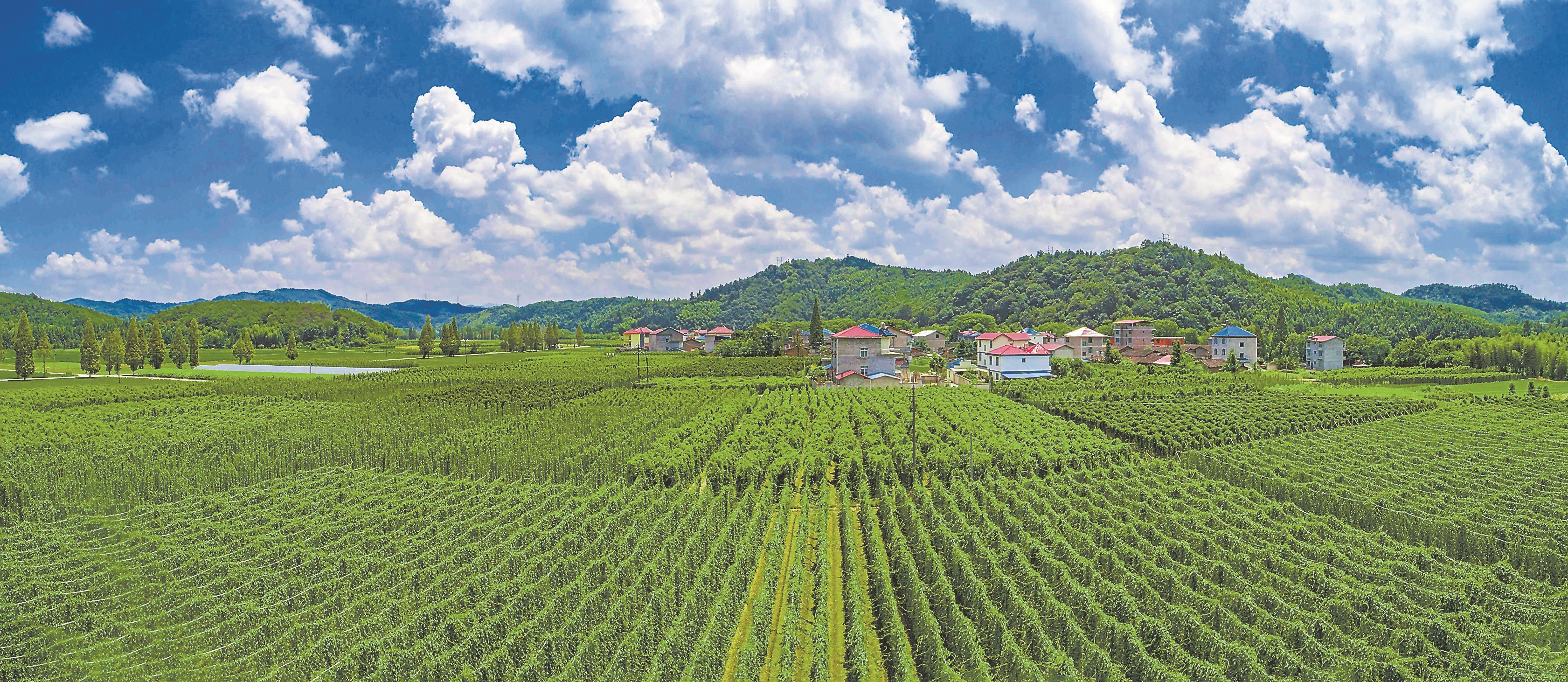 绘就和美乡村的动人画卷