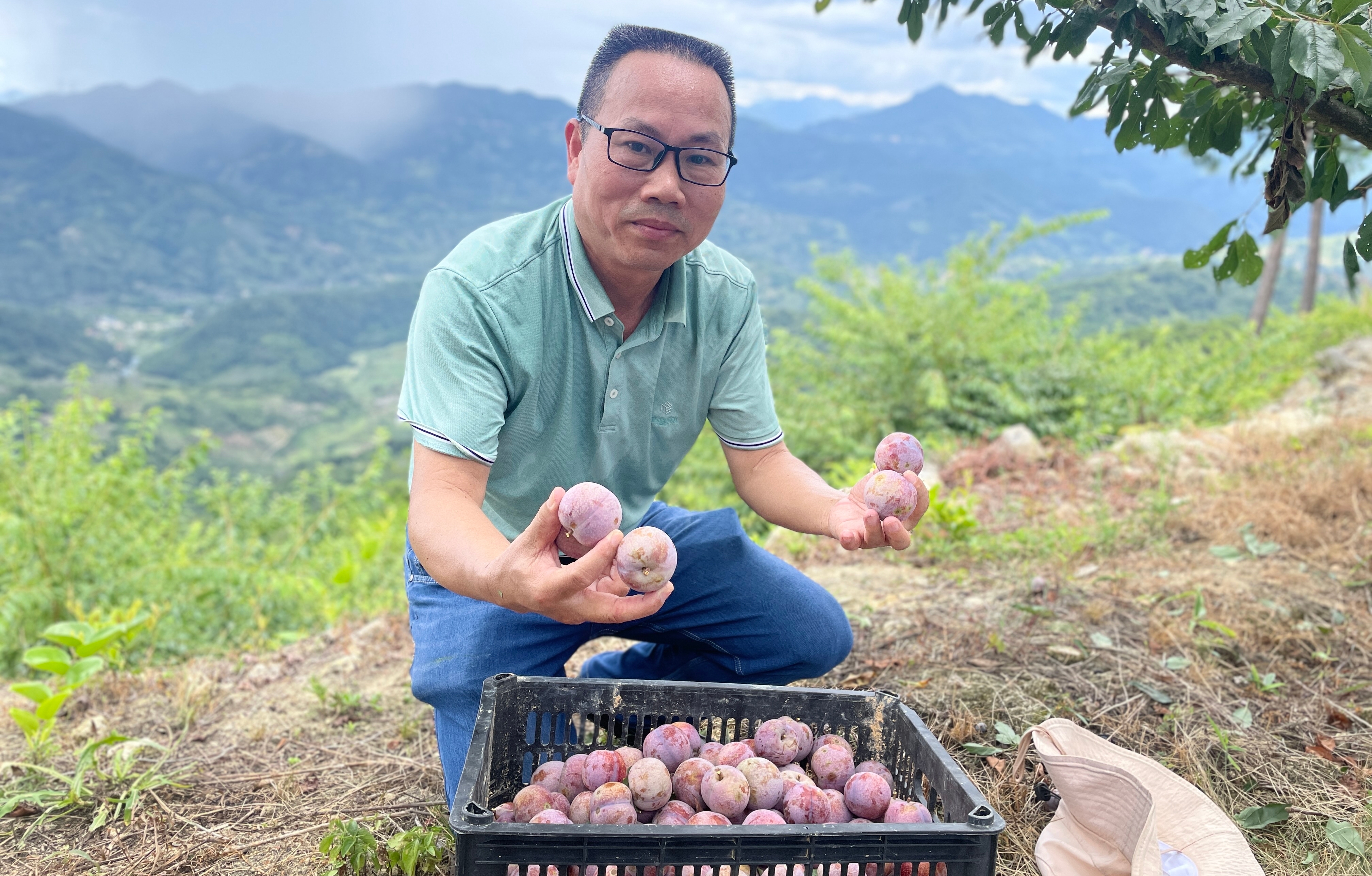 建设资金等多方面的支持,目前,叶新福团队还在盖洋乡仙亭山鲜食李基地