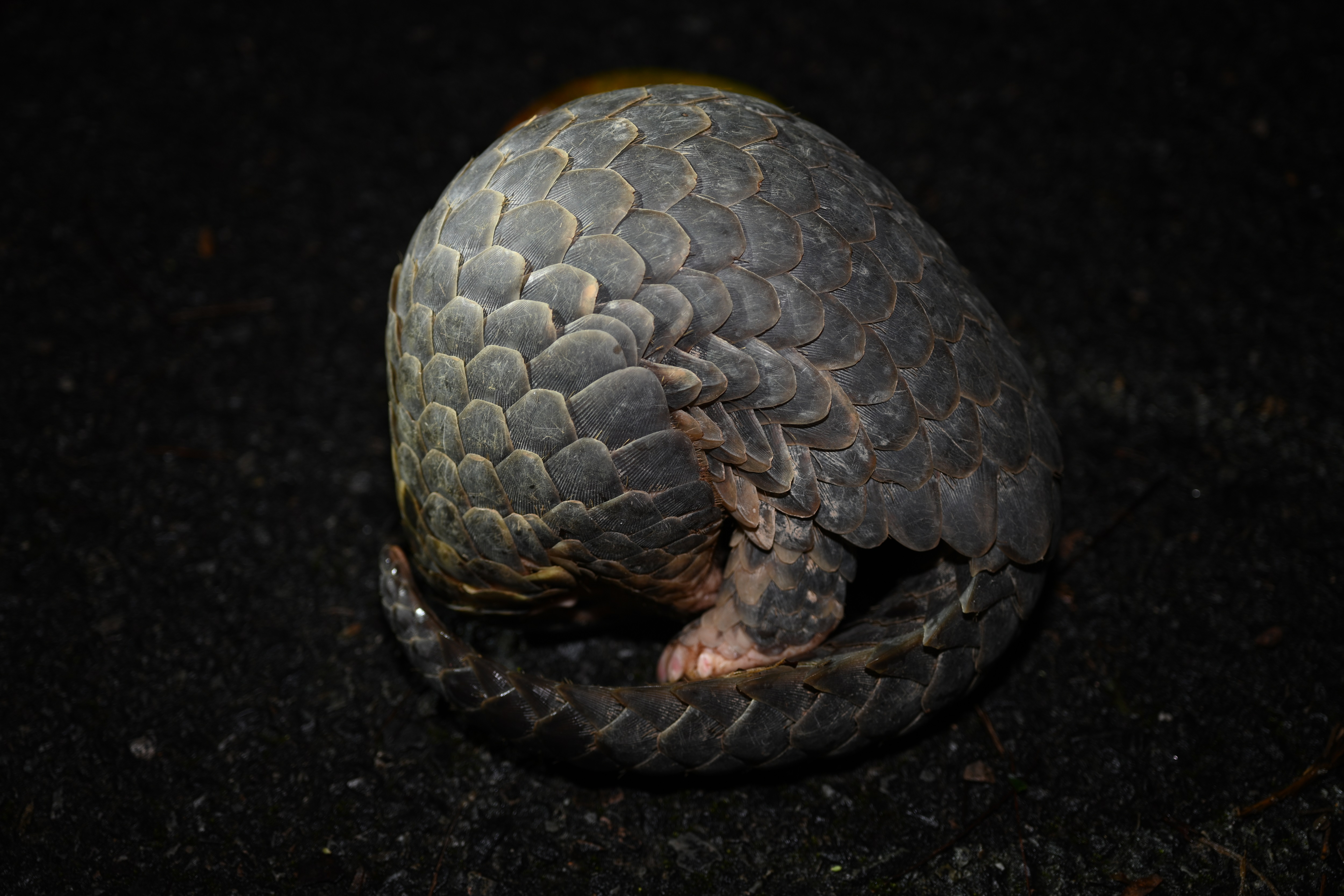 国家一级保护野生动物中华穿山甲现身闽侯