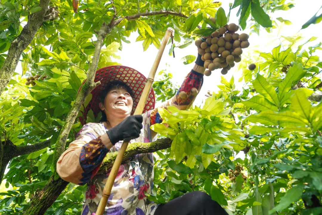 区莲花镇莲花村锦仔山生态园处处都是果农忙碌的身影凤梨穗龙眼果园里