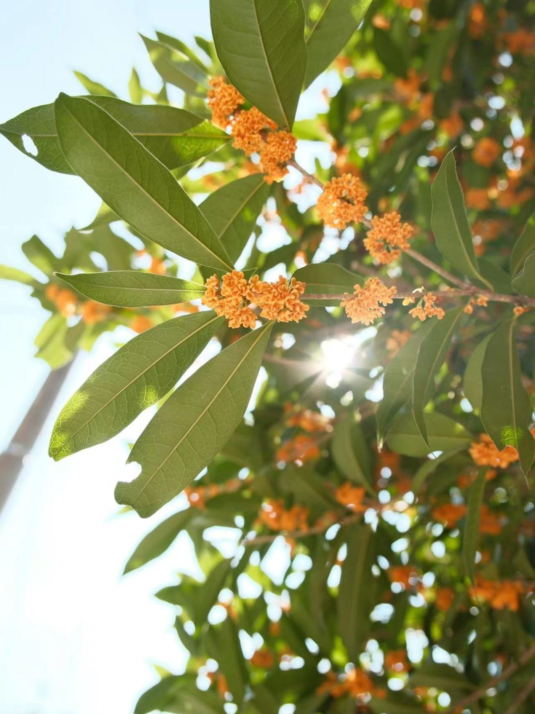 重阳| 愿您长寿如茶，长长“九九”！