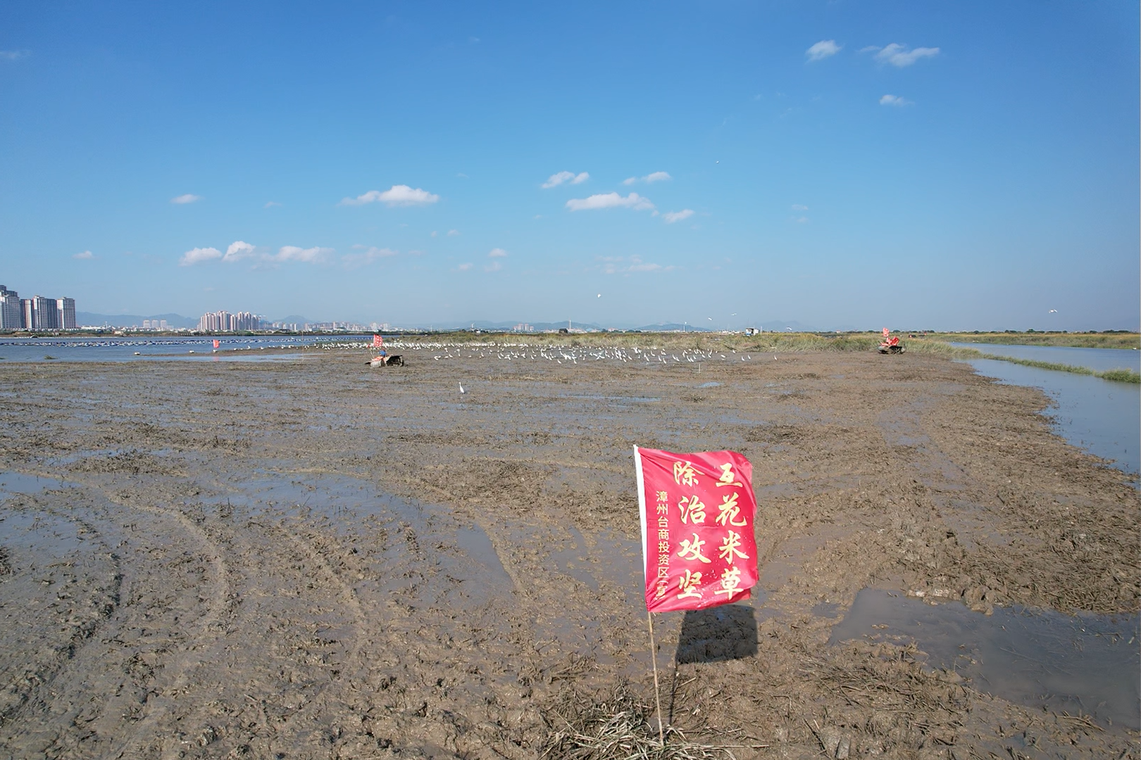 漳州高效助力互花米草除治攻坚战