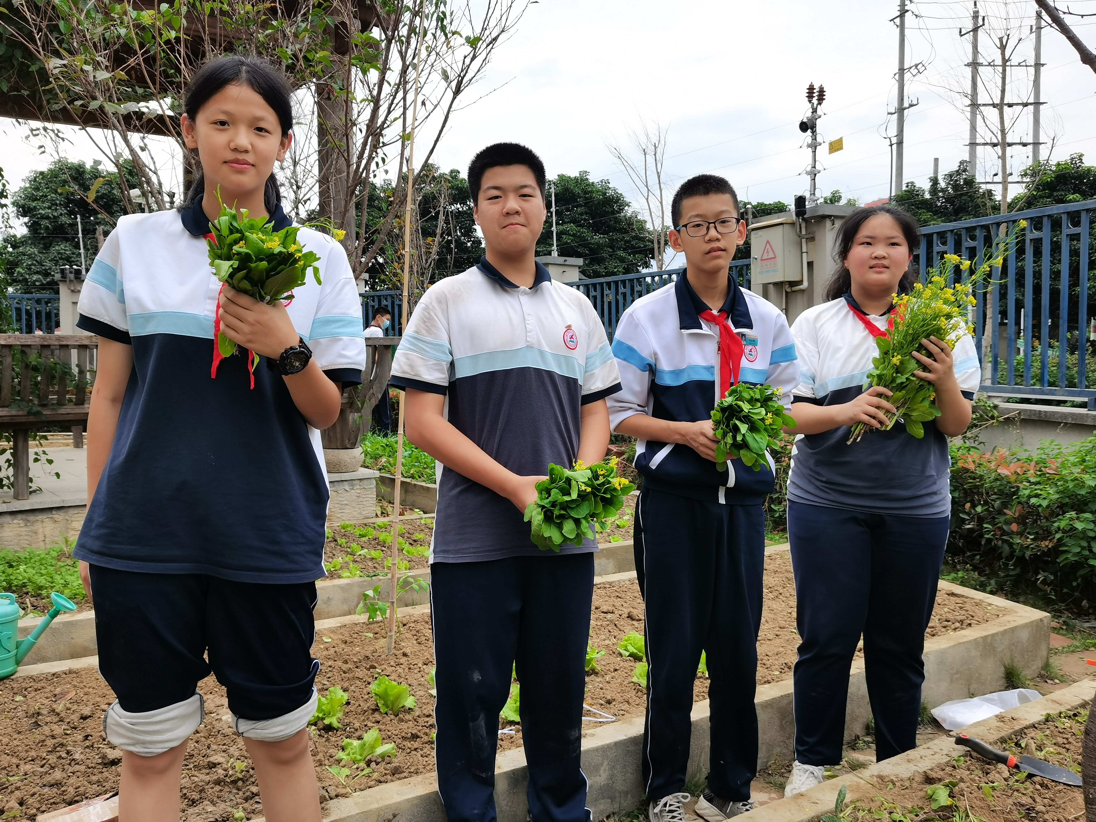 福州格致中学鼓山校区:实践基地喜收获 劳动教育结硕果