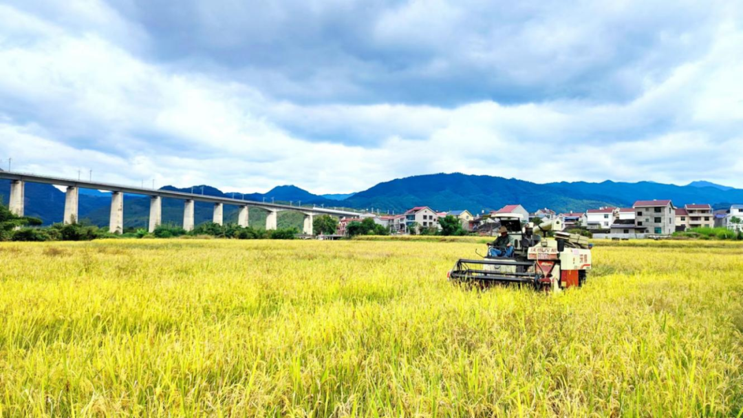 南雅镇再生稻成熟丰收季田间奏响丰收曲