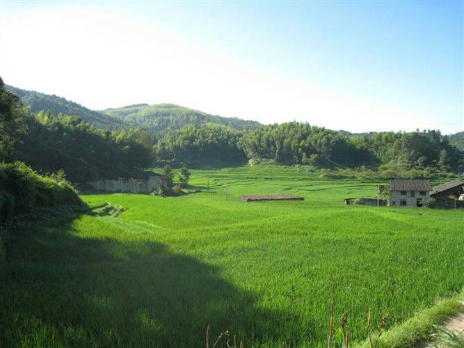 正在公示!福建拟定31个森林乡镇、100个森林村庄