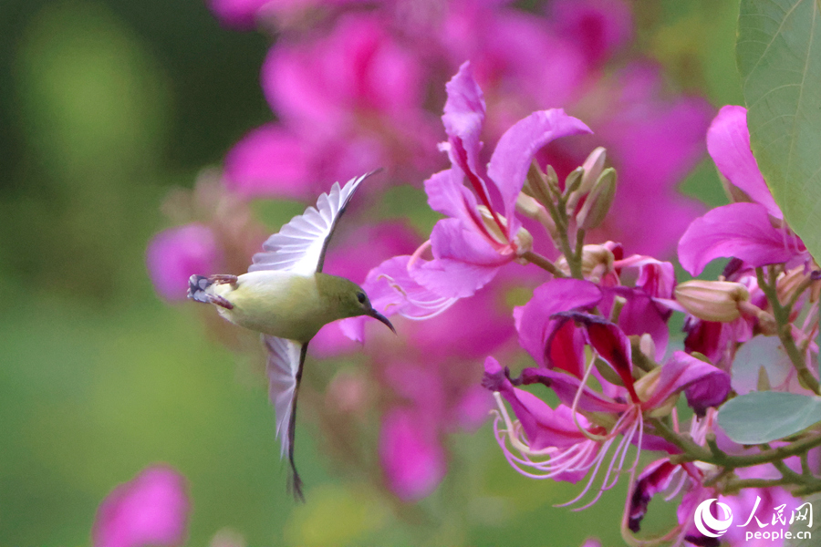 雌性叉尾太阳鸟在洋紫荆花枝头展翅.人民网记者 陈博摄