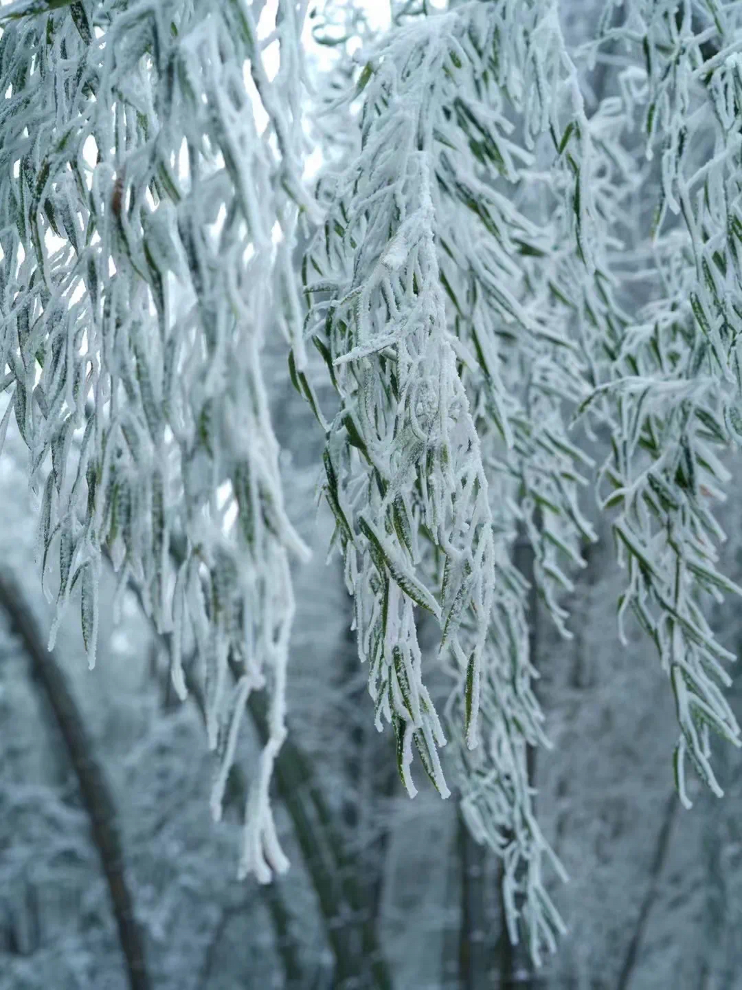 武夷山雪景图片