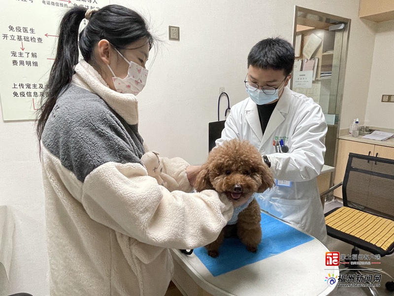 福州養狗新規即將施行犬隻狂犬病免疫證明辦理有序進行