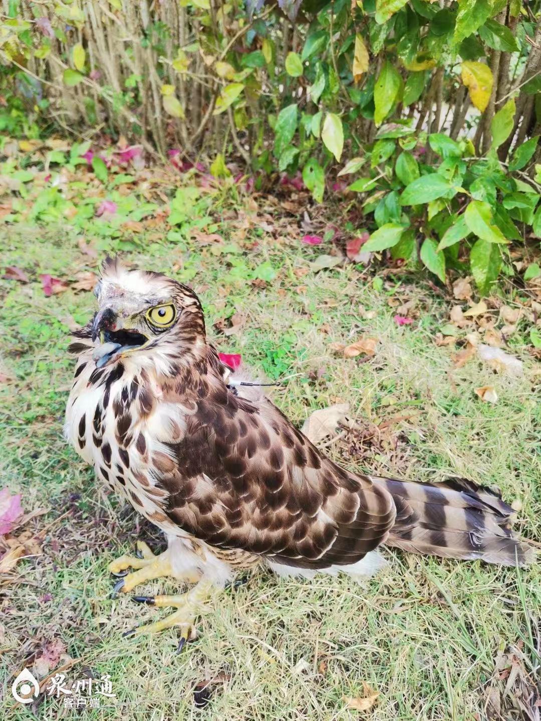 遷徙途中受傷獲救3只國保重返自然