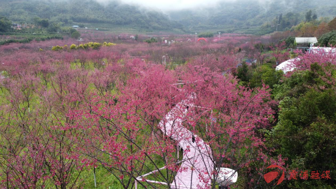 霞浦玉潭樱花谷图片图片