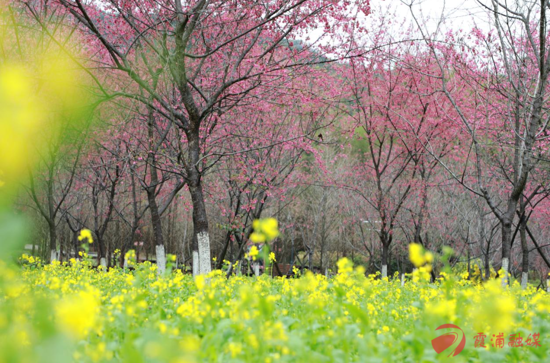 霞浦樱花谷风景区图片