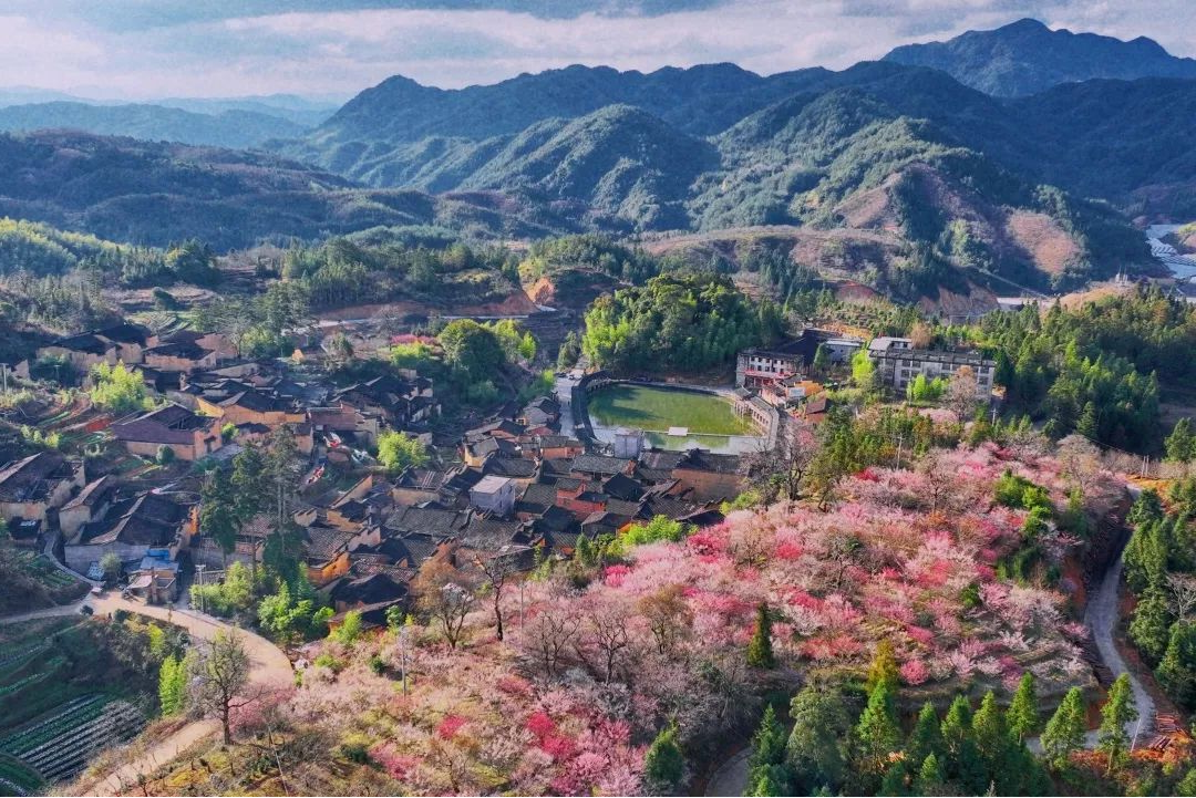 最新花讯报道来宁德赏春光一路繁花一路歌