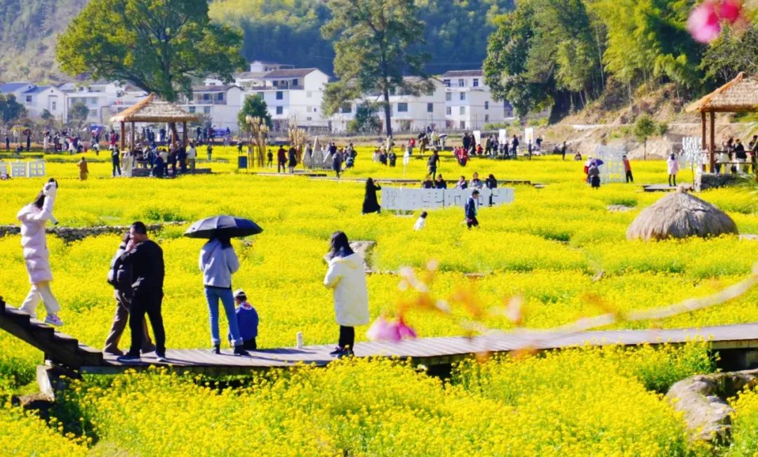 最新花讯报道来宁德赏春光一路繁花一路歌