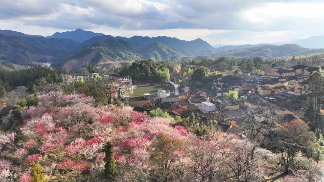 最新花讯报道来宁德赏春光一路繁花一路歌