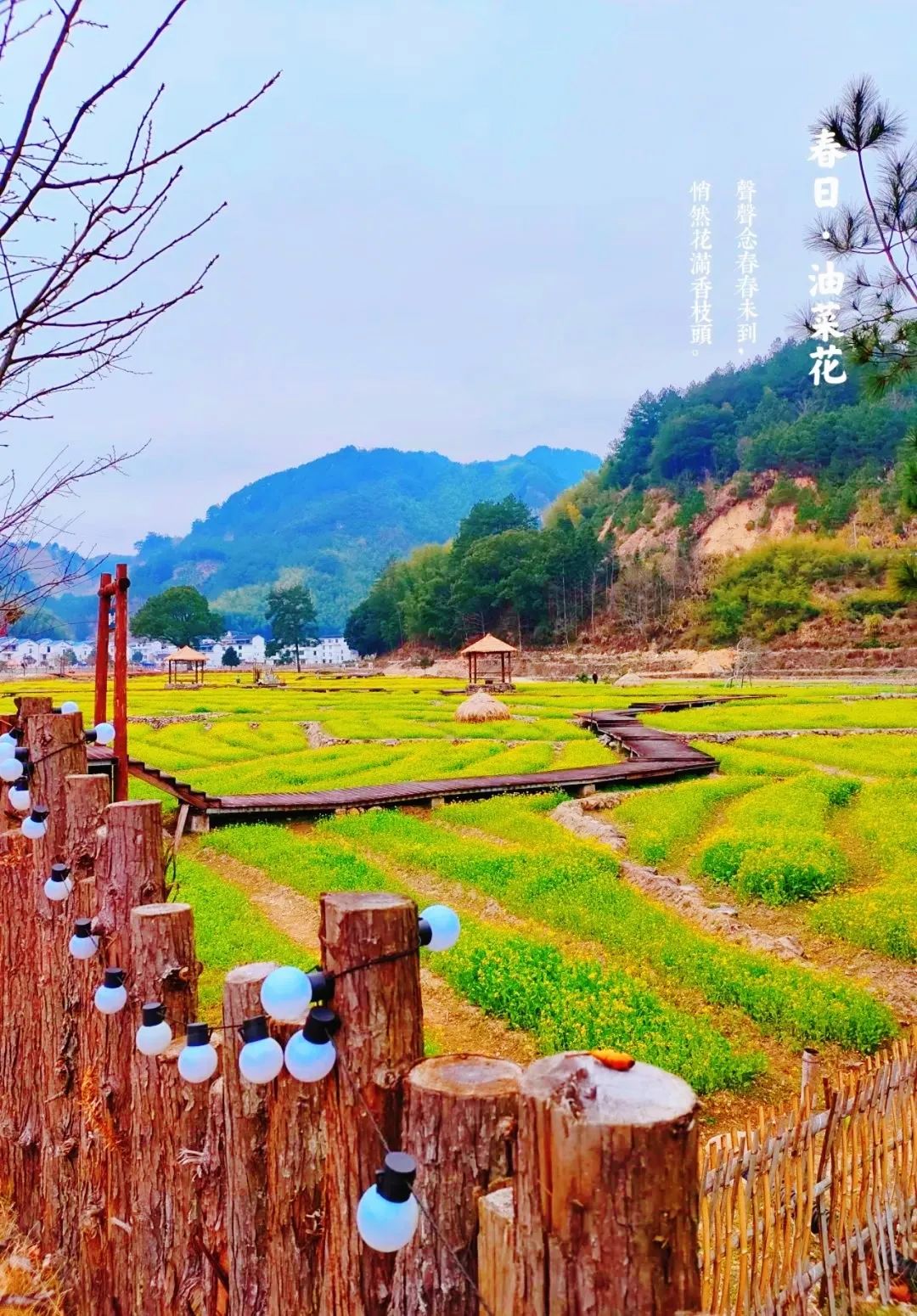 最新花讯报道来宁德赏春光一路繁花一路歌