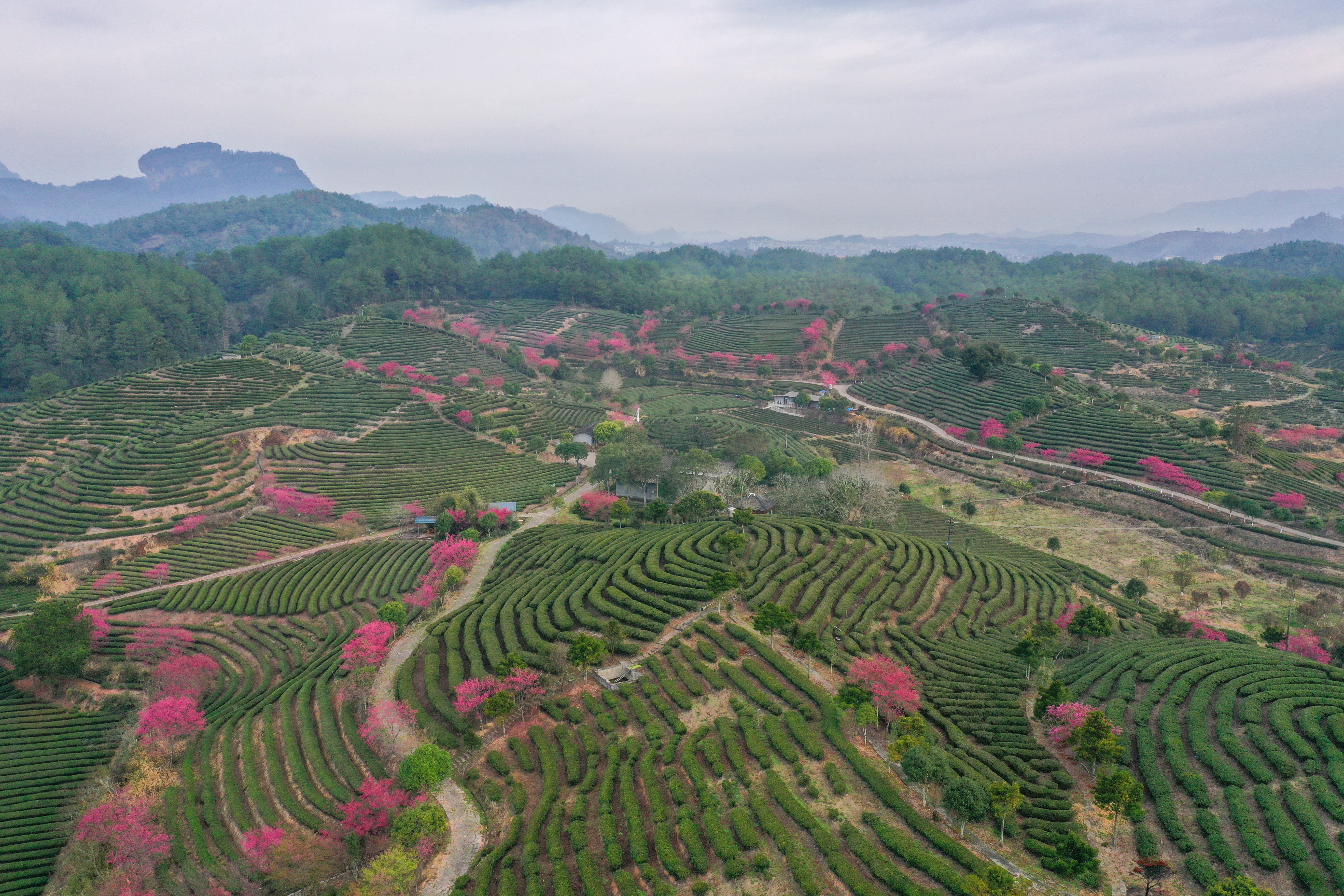 2月20日,武夷山仙茗生态茶园樱花盛开(无人机照片).