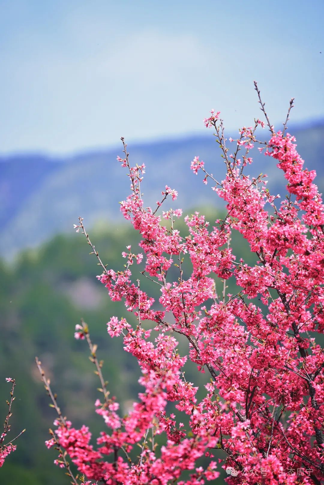 春日限定浪漫上线周宁这些宝藏地超惊艳