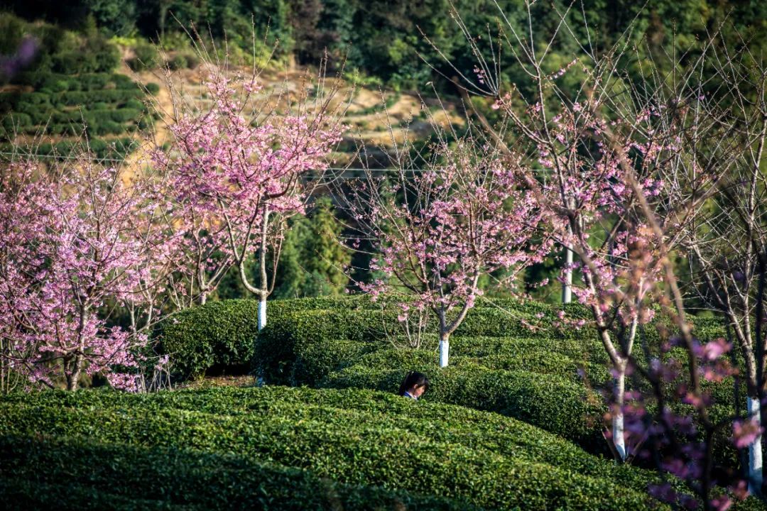 春日限定浪漫上线周宁这些宝藏地超惊艳