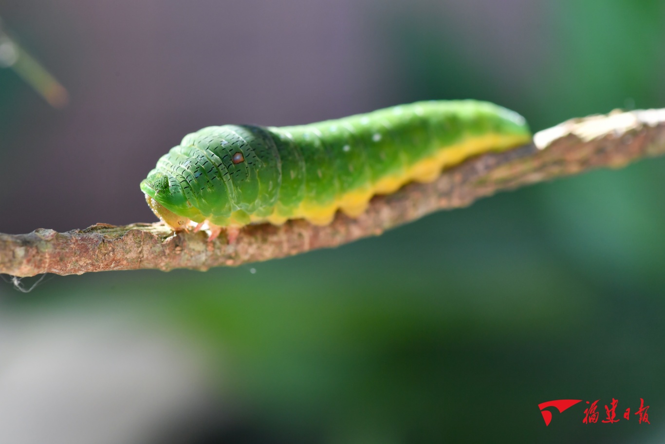 10年他们找到了这个皇后