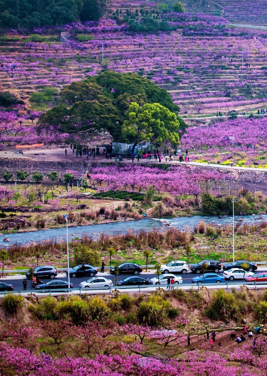 让人尖叫春山春花宴宁德三月鲜文旅活动月历根本玩不过来