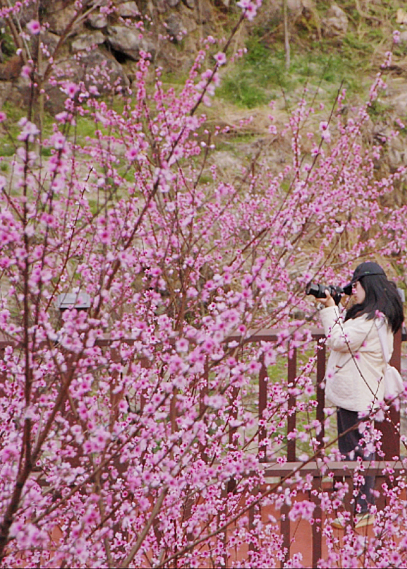 让人尖叫春山春花宴宁德三月鲜文旅活动月历根本玩不过来