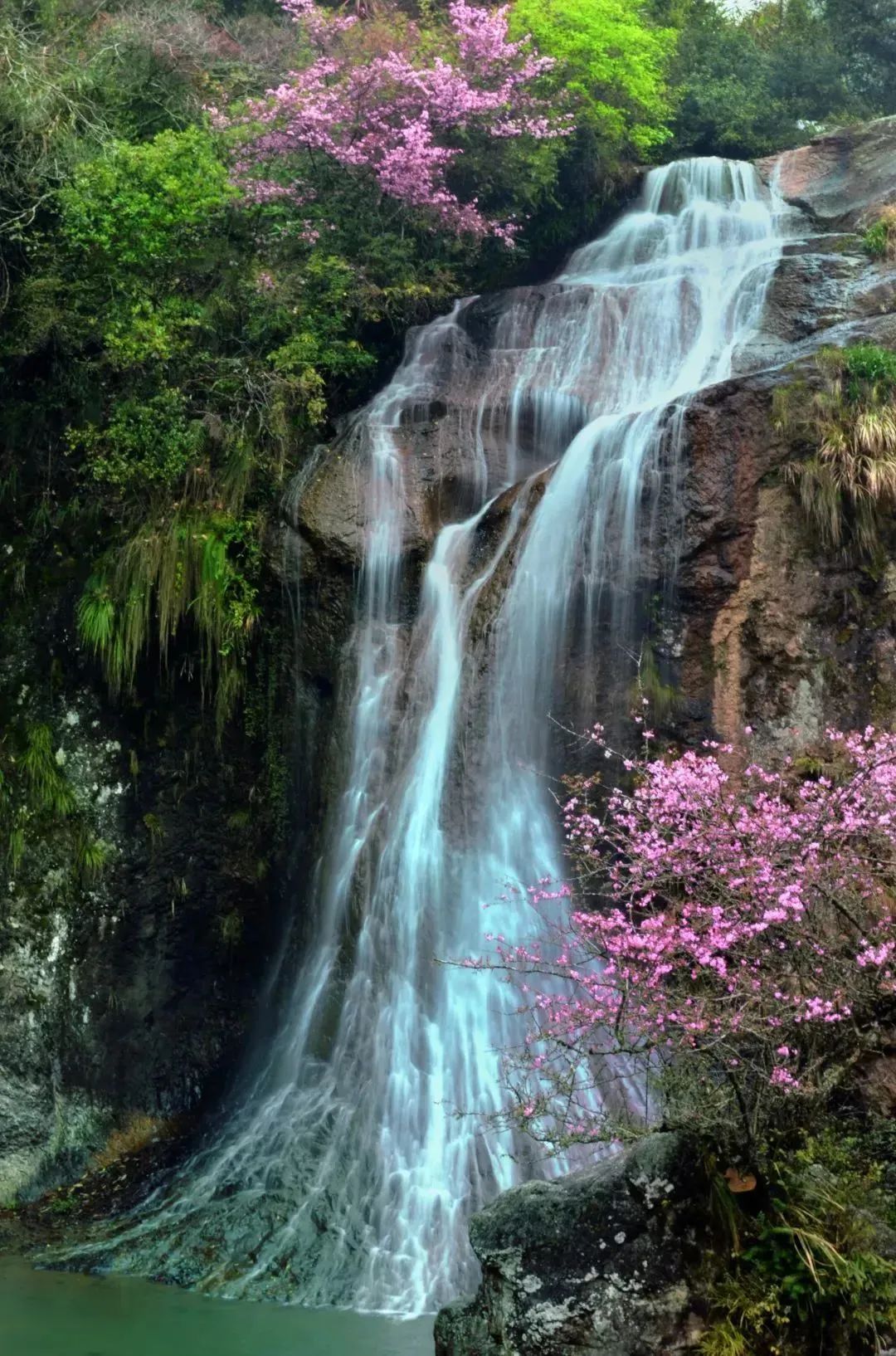 白水洋61鸳鸯溪景区景点/景区惠民措施简介:启动树苗领养计划,所有