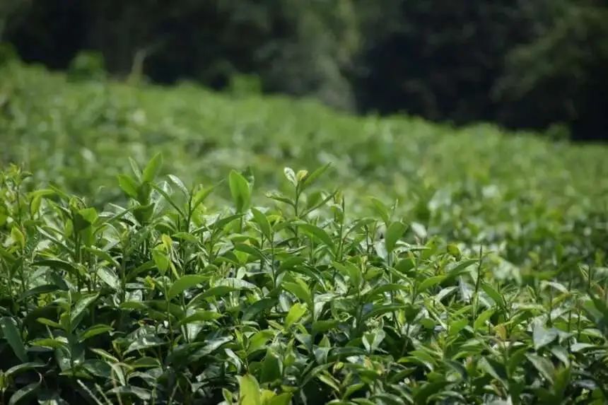 龙抬头喝龙茶赏龙器做人中之龙