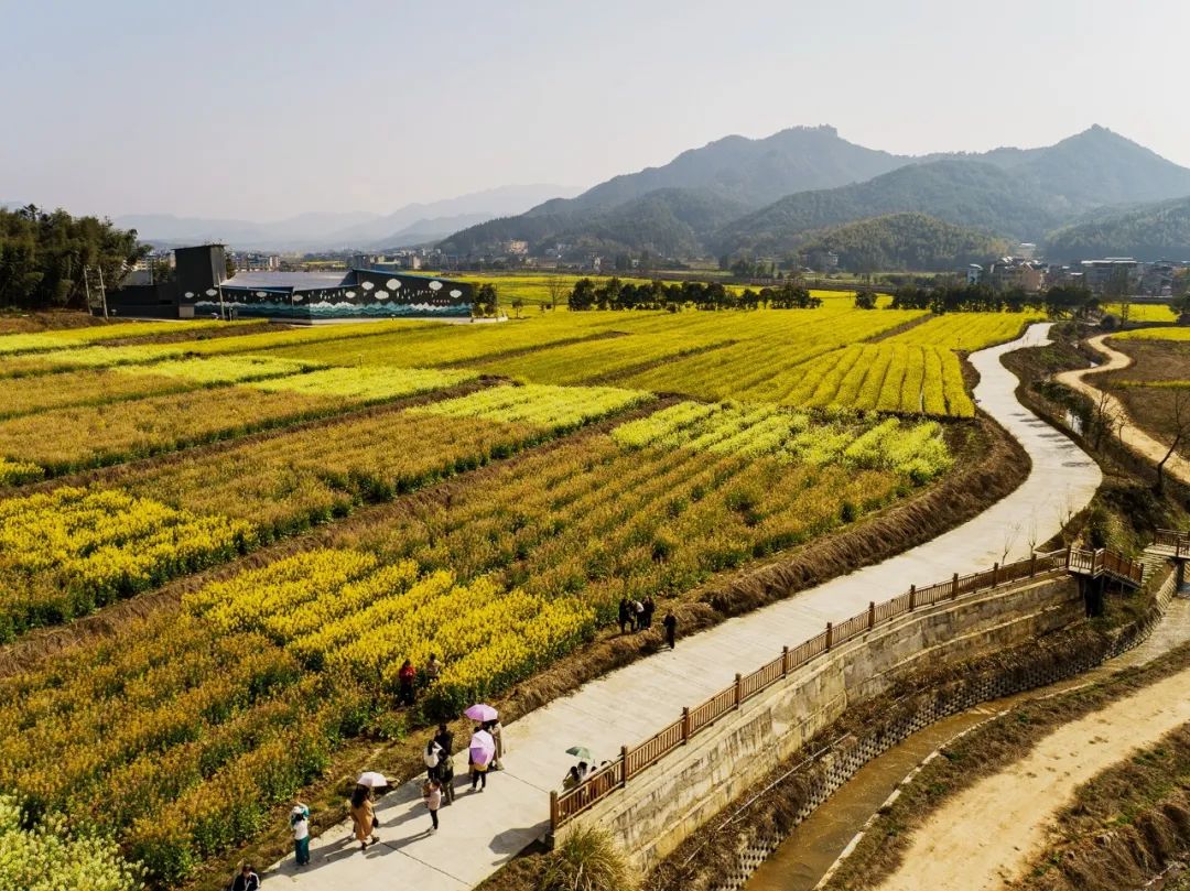 打卡必看浦城这些地方的油菜花美出圈