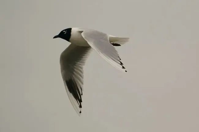 戴上小黑帽国家一级保护动物黑嘴鸥将从泉州湾启程北上