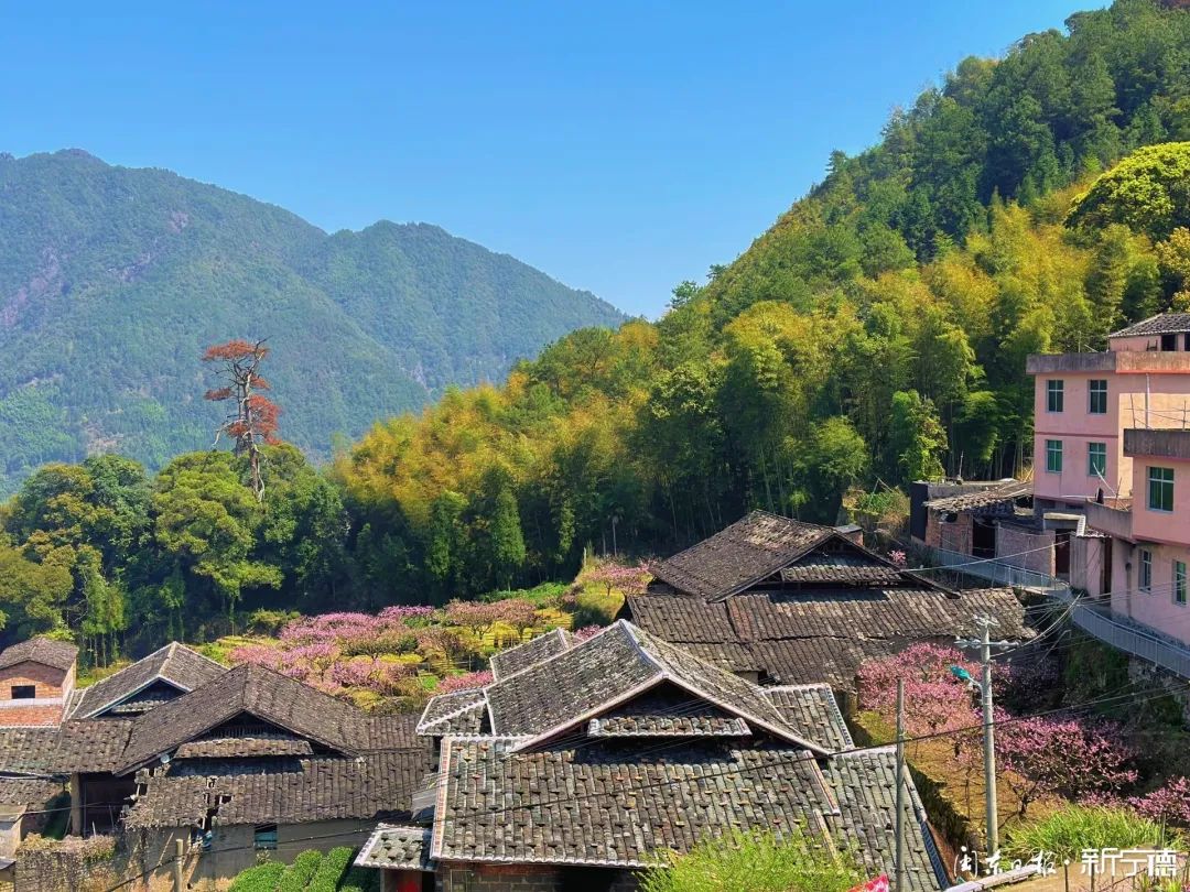 福安穆云南山村连片桃花竞相绽放美不胜收