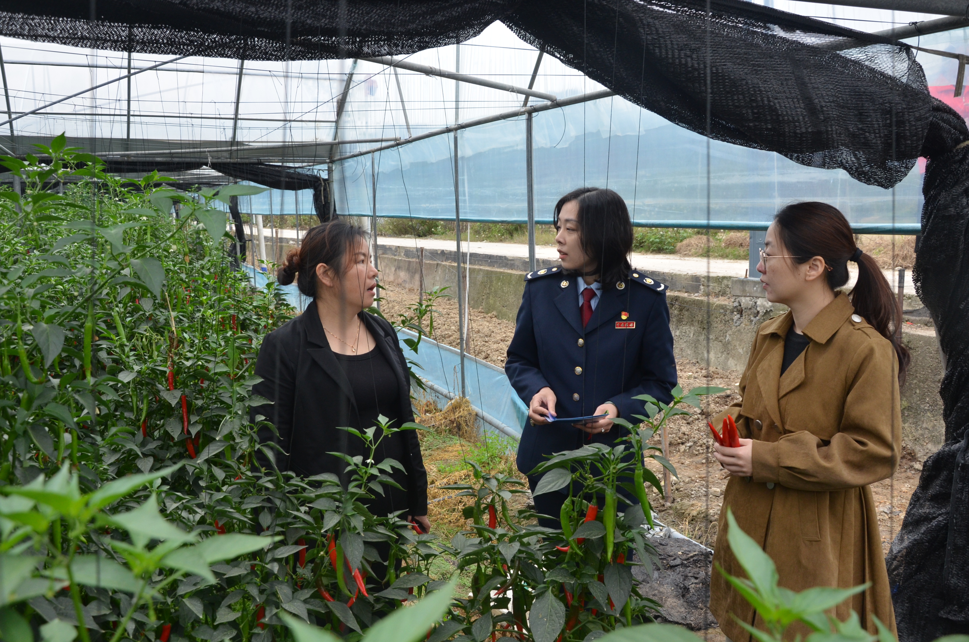 税务蓝暖人心巾帼红助振兴