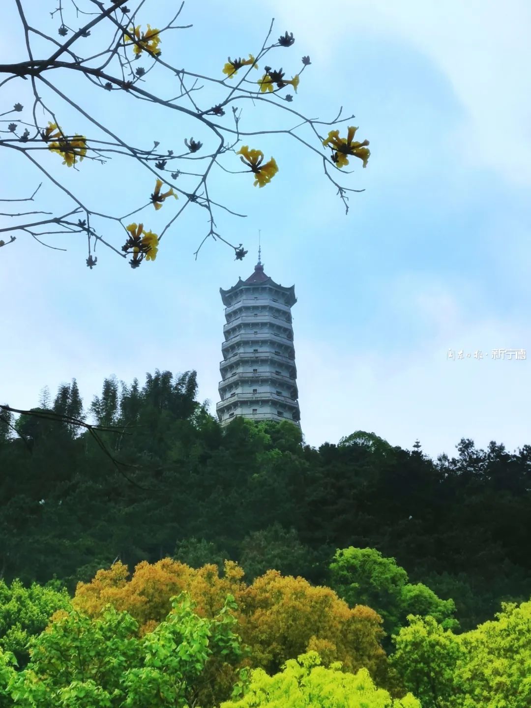 开啦开啦黄花风铃木金艳亮相就在宁德城区的两条路上