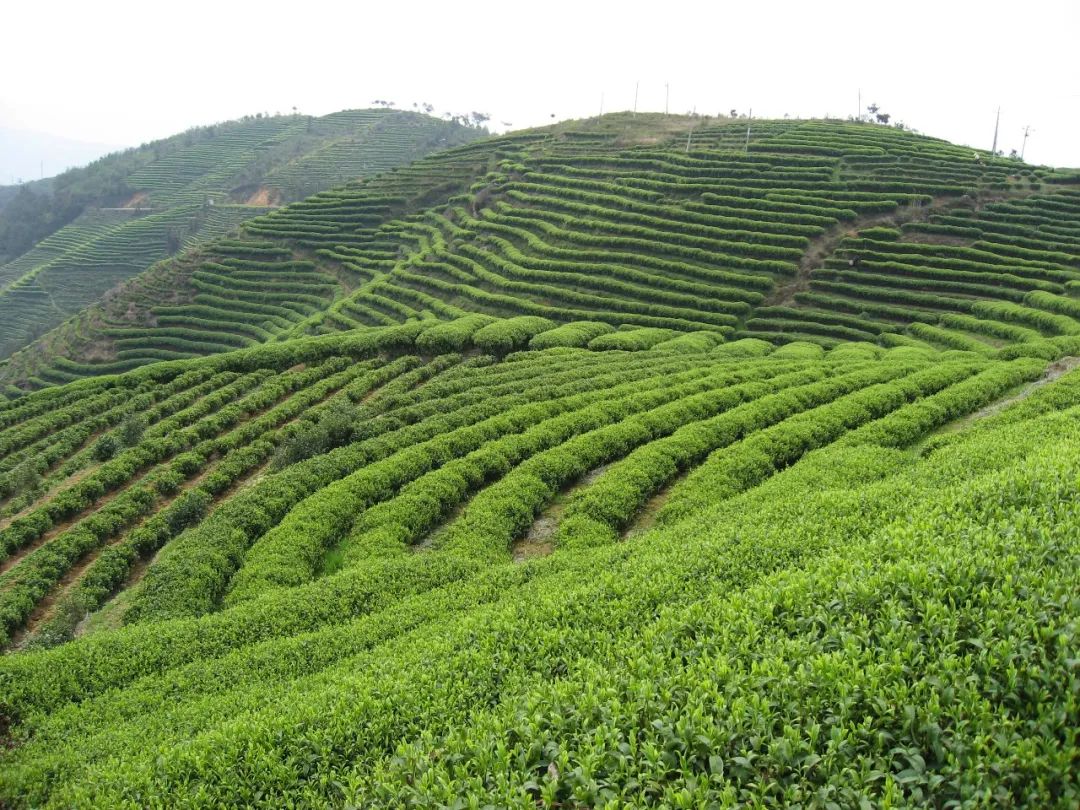 来福安,上茶山,看春山