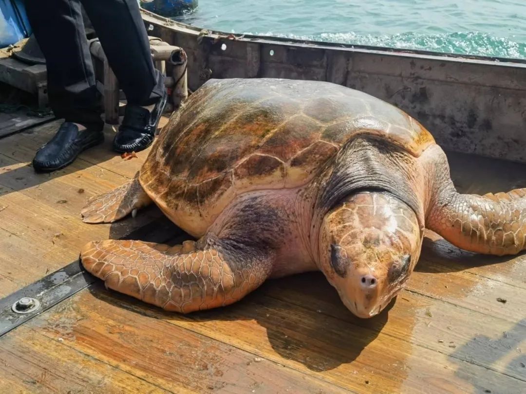 回家多方合力救助国家一级保护动物红海龟