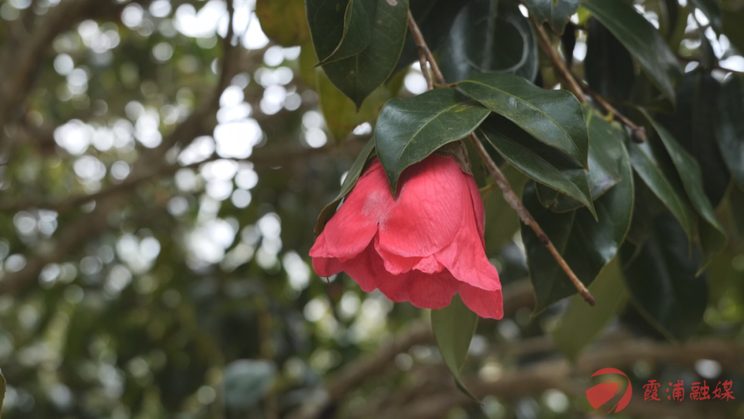 阳春三月,百花争艳,霞浦县水门畲族乡八斗丘村的红花油茶也迎来了盛