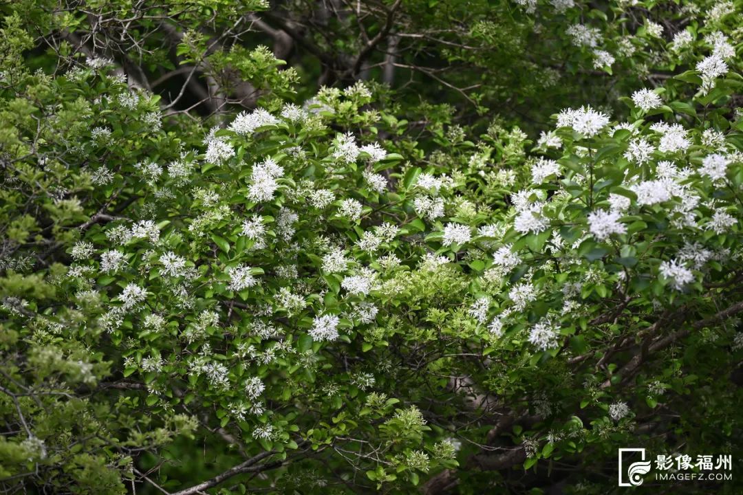 "流苏咏春色,诗词传佳音",福州十六中毓英合唱团,福州小茉莉合唱团