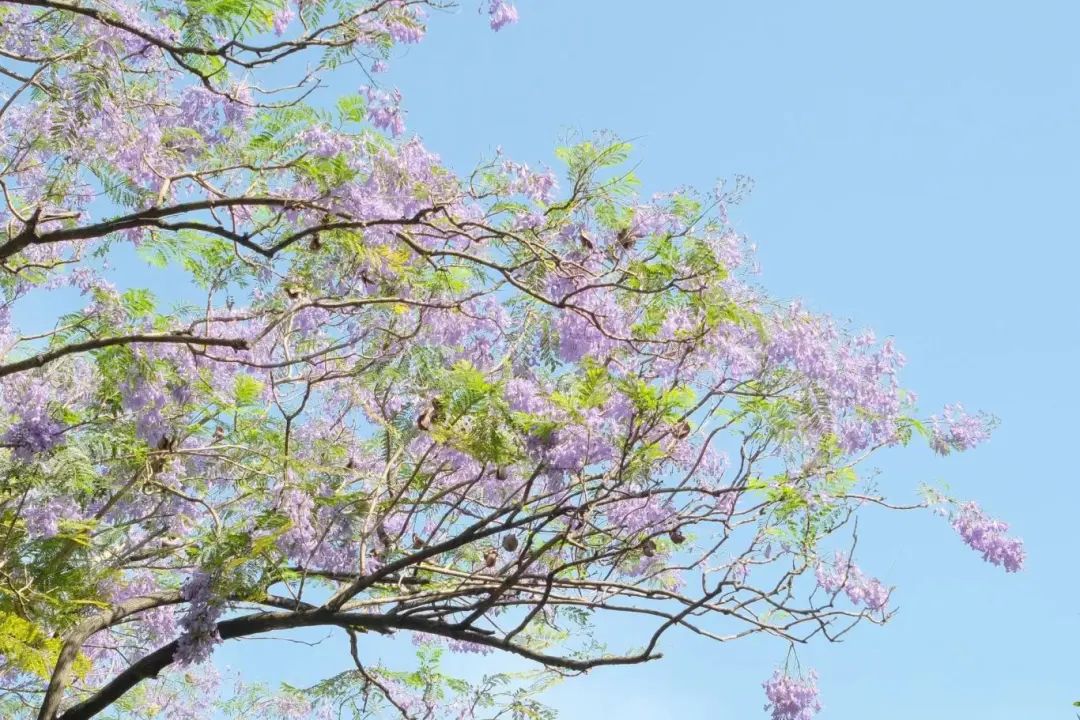 美国宾大为林徽因追授建筑学位,"民国第一才女"的往事如茶香氤氲