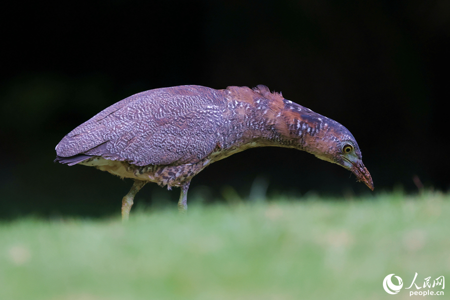 头戴黑冠,身披褐羽,觅食"快准狠"  国家二级保护动物黑冠鳽造访厦门