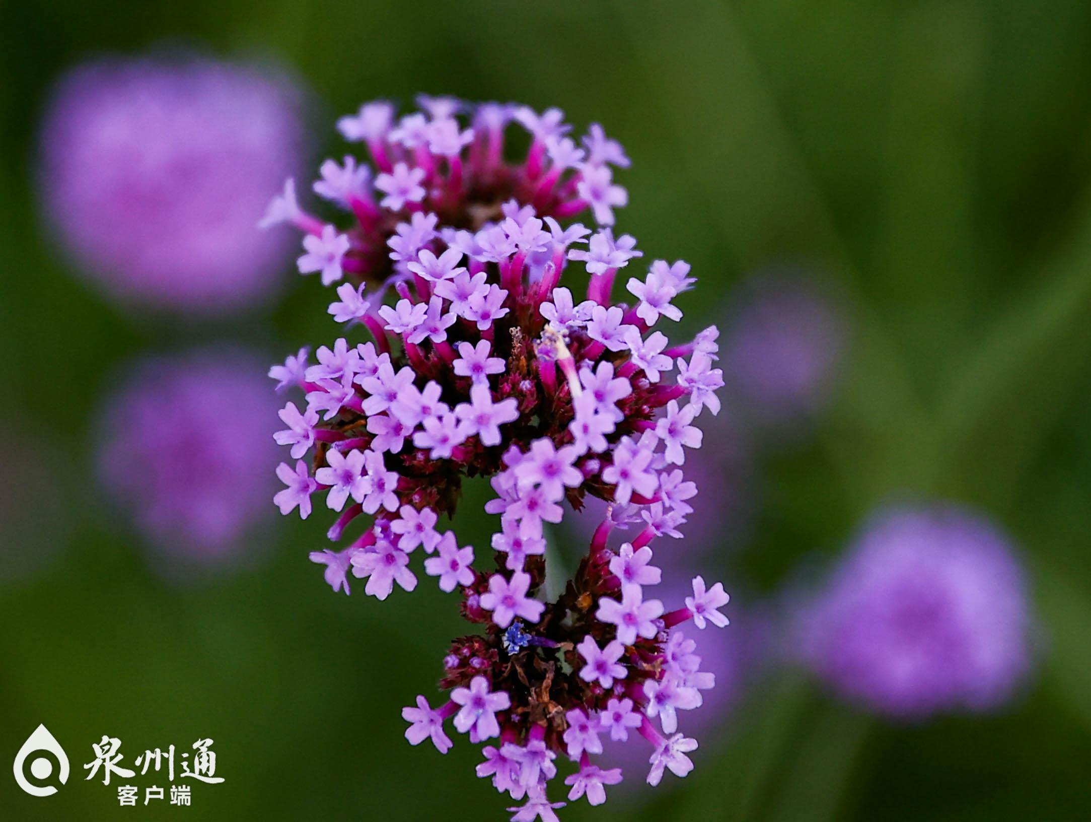 而在泉州市区滨海公园,马鞭草初绽放,形成浪漫紫色花海,营造出泉州版