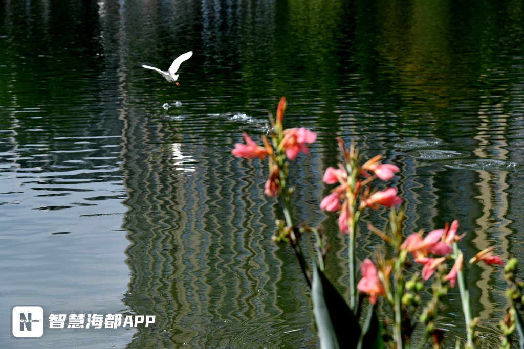绝美"百日之花"!就在福州琴亭湖公园,快去打卡