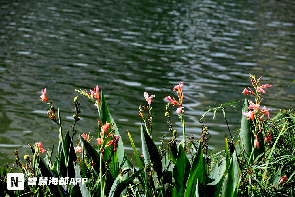 绝美"百日之花"!就在福州琴亭湖公园,快去打卡
