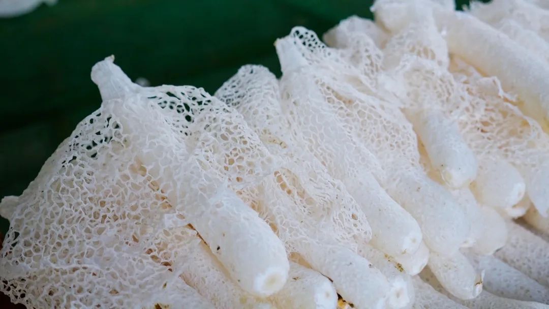 菌中贵族——竹荪