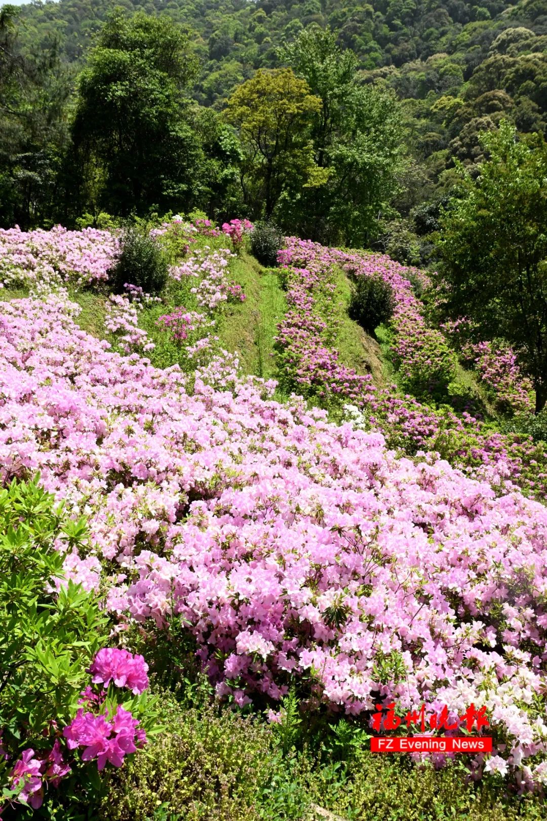 杜鹃花山谷福州林阳寺又上新了