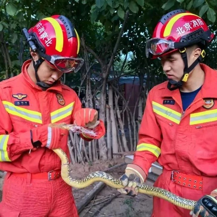 【县科协科普小课堂】被毒蛇咬伤后抓蛇又被咬！每年超25万人中招，保命知识需扩散！