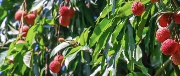 福州百年“荔枝村”，火了！背后离不开他