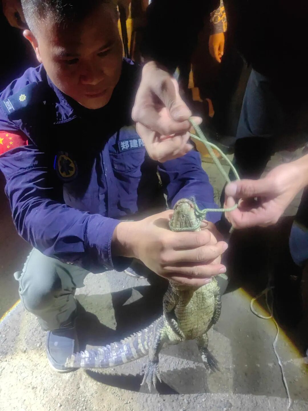 泉州泉港小溪惊现鳄鱼一条在逃正在搜捕中另有一条已被逮