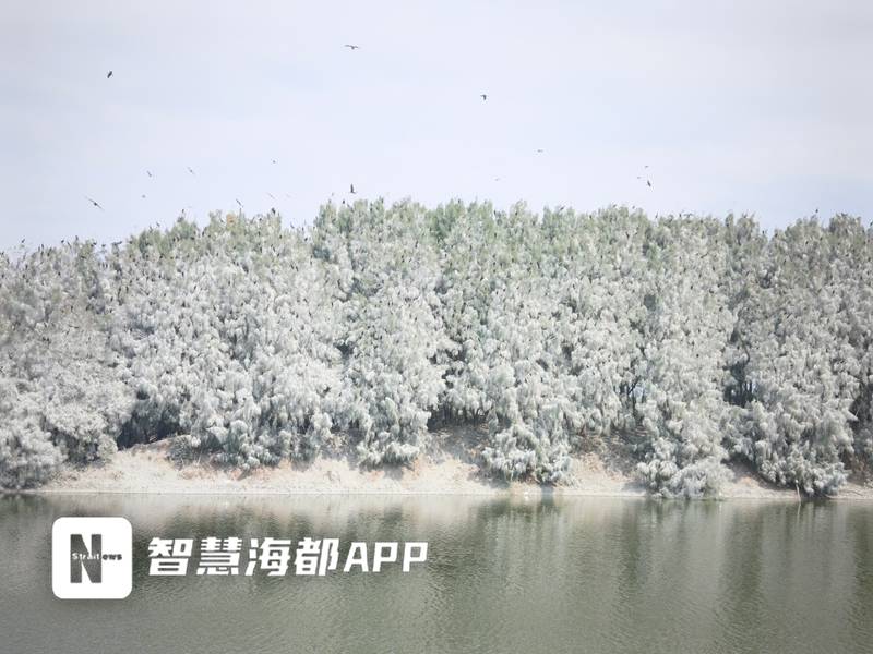长乐出现“雾凇”奇观，竟是候鸟“杰作”！